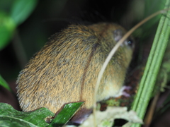 Woolly-Headed Spiny Tree-Rat photo 4