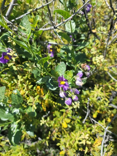 Image of Solanum parishii by (c) Danny Mccamish, some rights reserved (CC BY)