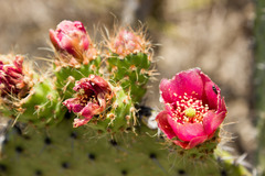 Opuntia pilifera