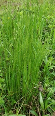 Poaceae