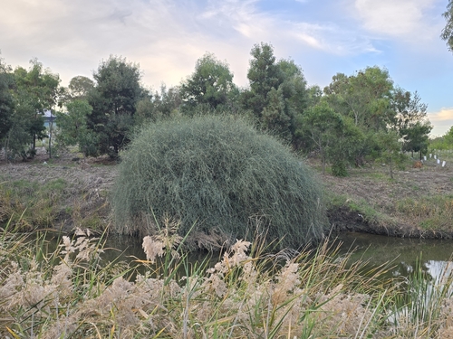 Image of Duma florulenta by (c) Josh, some rights reserved (CC BY)