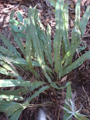 Elaphoglossum hartwegii