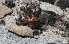 Euphydryas