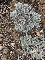 Astragalus gilviflorus