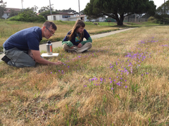 Brodiaea elegans