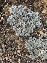 Astragalus gilviflorus