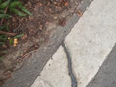 Chrysopelea paradisi