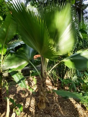 Pritchardia