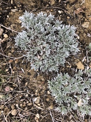 Astragalus gilviflorus