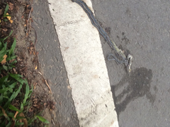 Chrysopelea paradisi