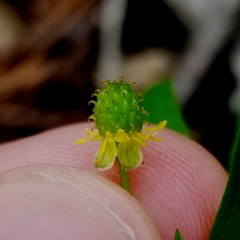 Ranunculus allegheniensis