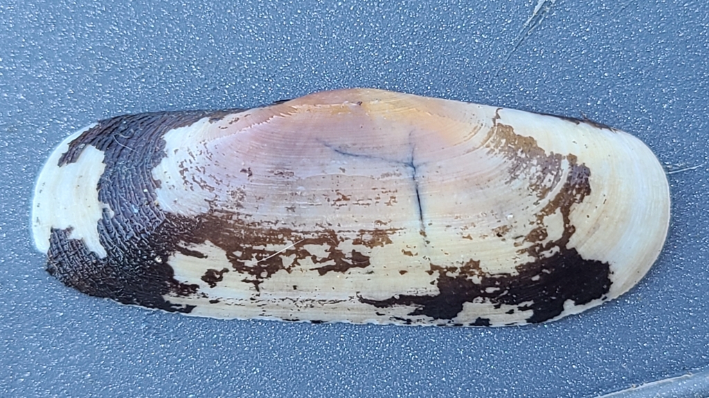 Tagelus longisinuatus