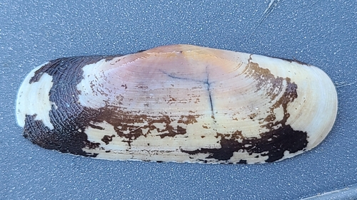 Tagelus longisinuatus