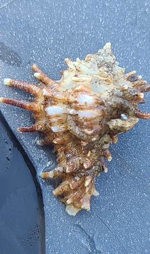 Homalocantha oxyacantha