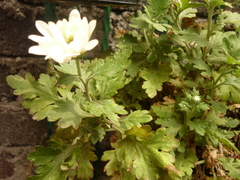 Chrysanthellum