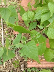Tamaulipa azurea