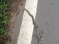 Chrysopelea paradisi