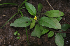 Calyptocarpus brasiliensis