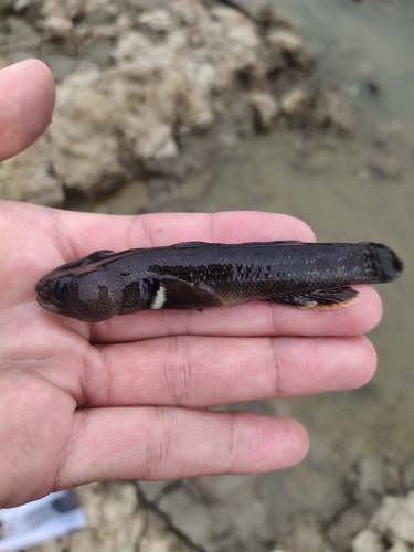 Shimofuri Goby