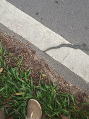 Chrysopelea paradisi