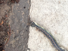 Chrysopelea paradisi