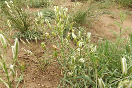 Ornithogalum amphibolum
