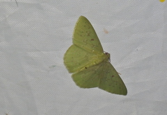 Image of Nemoria punctilinea