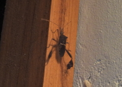 Leptoglossus concolor image