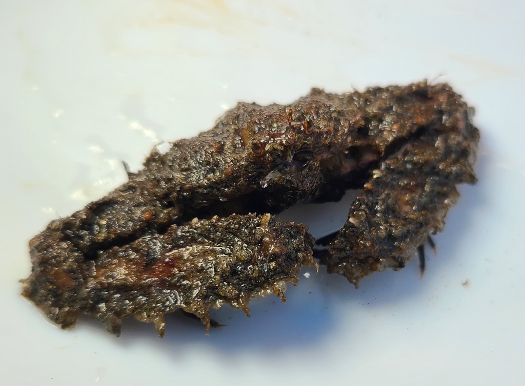 Hypolambrus hyponcus