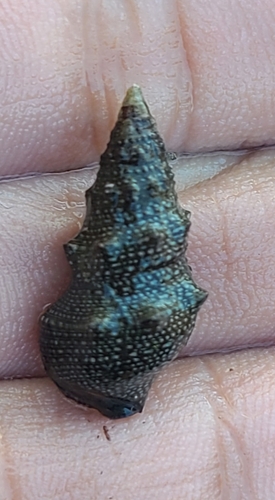 Cerithium stercusmuscarum