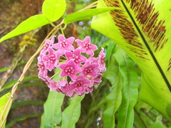 Hoya pottsii