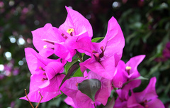 Bougainvillea