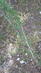 Berberis boliviana
