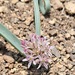 Allium derderianum - Photo (c) MRN, alguns direitos reservados (CC BY-NC), uploaded by MRN