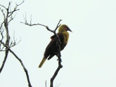 Psarocolius bifasciatus