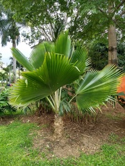 Pritchardia