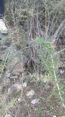 Berberis boliviana
