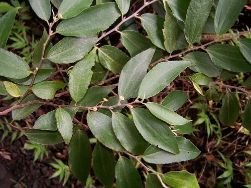 Leucosyke corymbulosa observed 2016-05-17