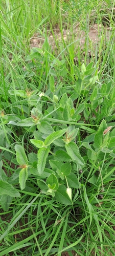 Image of Acalypha villicaulis by (c) Mmatjie Mashao, some rights reserved (CC BY-SA)