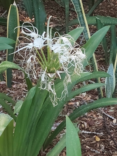 Image of Hymenocallis littoralis by (c) Raja Sekhar Chimirala, some rights reserved (CC BY)