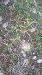 Berberis boliviana