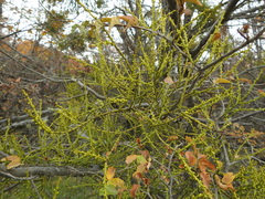 Misodendrum punctulatum