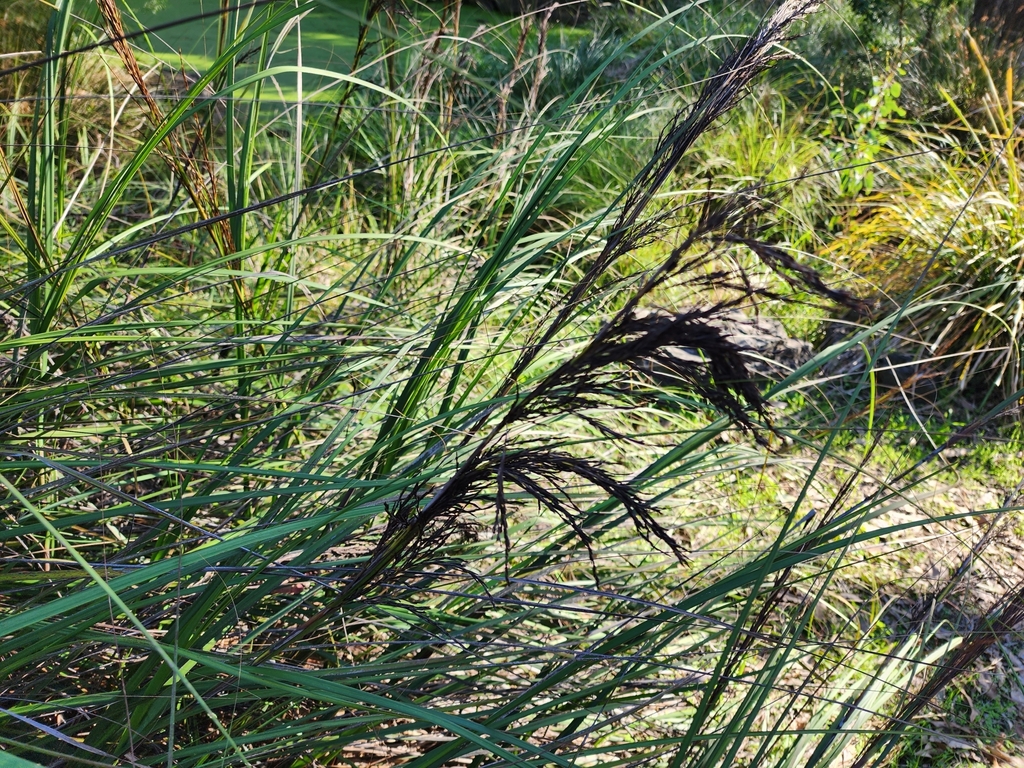 Thatch Saw-sedge from Bellbird Dell Reserve/George Rd, Vermont South ...