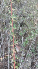 Berberis boliviana