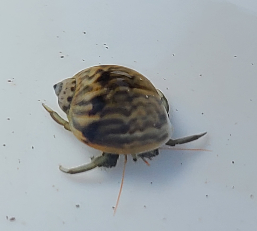 Notocochlis chemnitzii