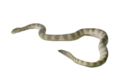 Sepic Beaked Sea Snake photo 1