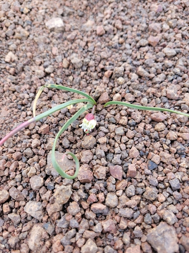 Allium punctum