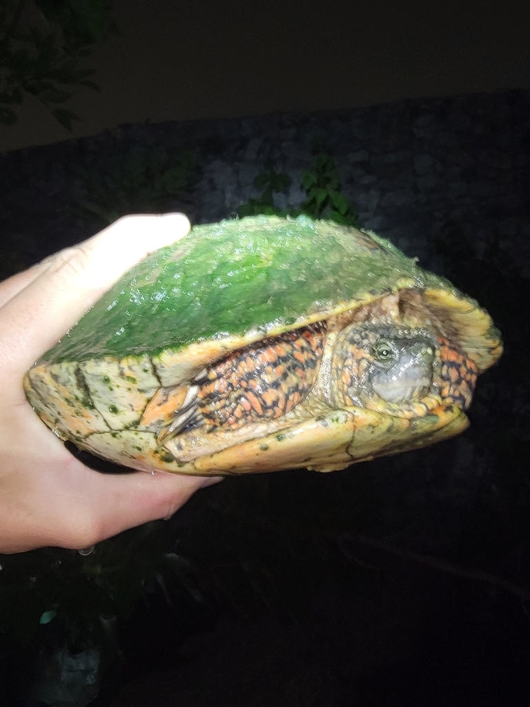 Eastern River Cooter From Sycamore Park Fort Worth Tx Usa On