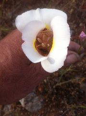 Calochortus superbus