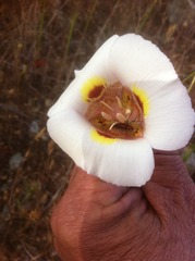 Calochortus superbus